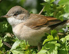 Common Whitethroat