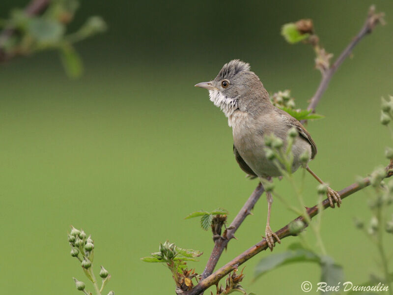 Common Whitethroatadult