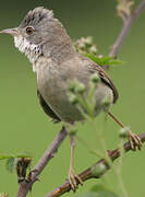 Common Whitethroat