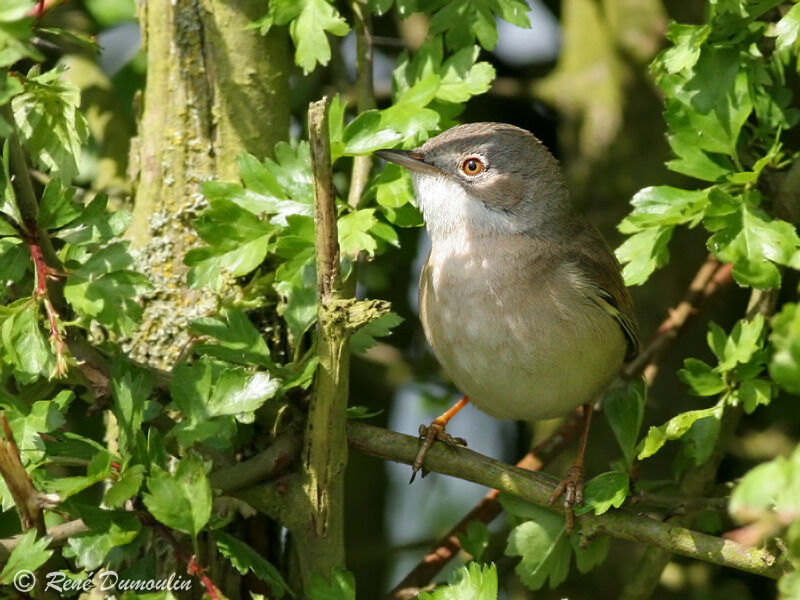 Common Whitethroatadult