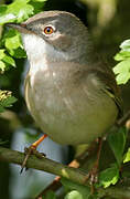 Common Whitethroat