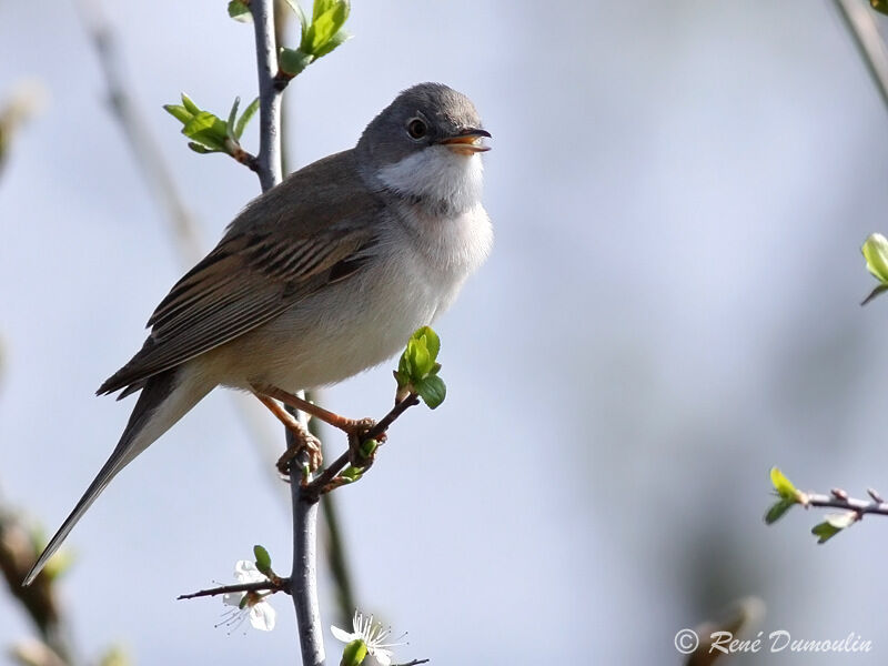 Fauvette grisette mâle adulte, identification, chant