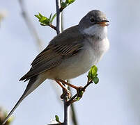 Common Whitethroat