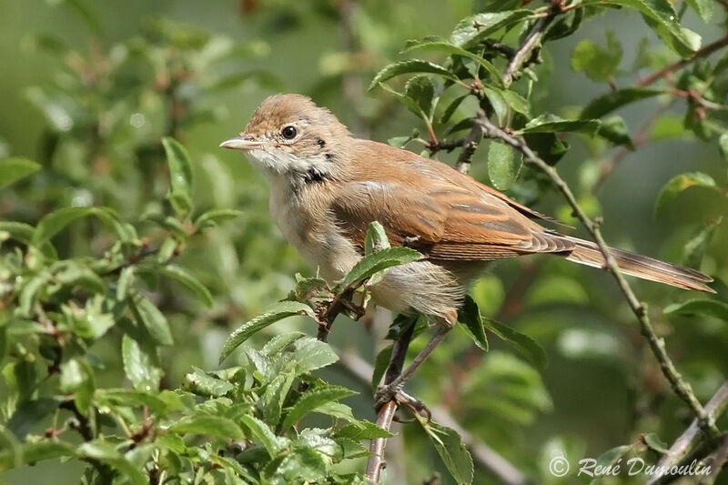 Fauvette grisette femelle adulte, identification