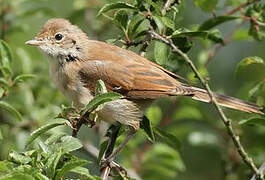 Common Whitethroat