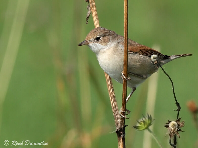 Fauvette grisette femelle adulte, identification