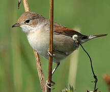 Common Whitethroat