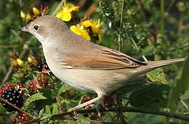 Common Whitethroat