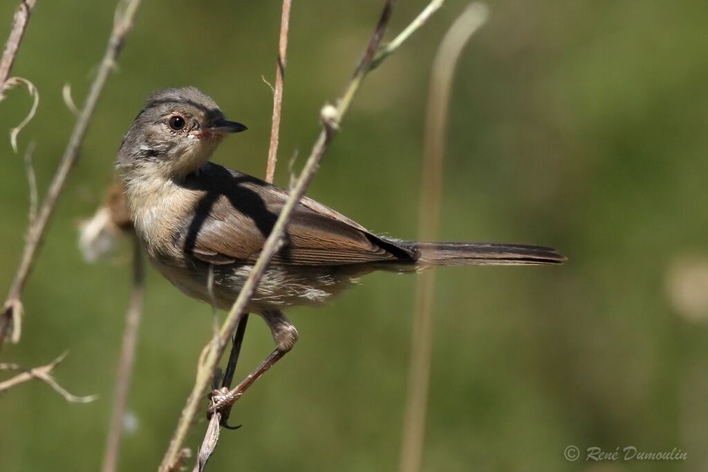 Sardinian WarblerFirst year, identification