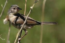 Sardinian Warbler