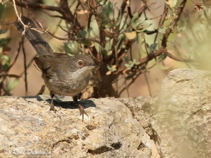 Fauvette mélanocéphale femelle adulte, identification