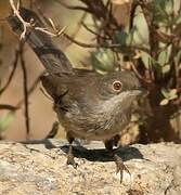 Sardinian Warbler