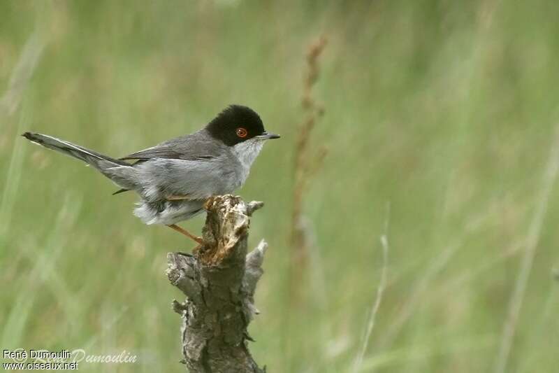 Sardinian Warbler male adult, identification