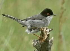 Sardinian Warbler