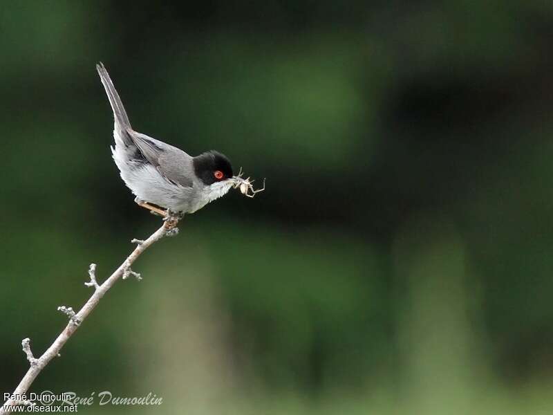 Sardinian Warbler male adult breeding, feeding habits