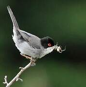 Sardinian Warbler