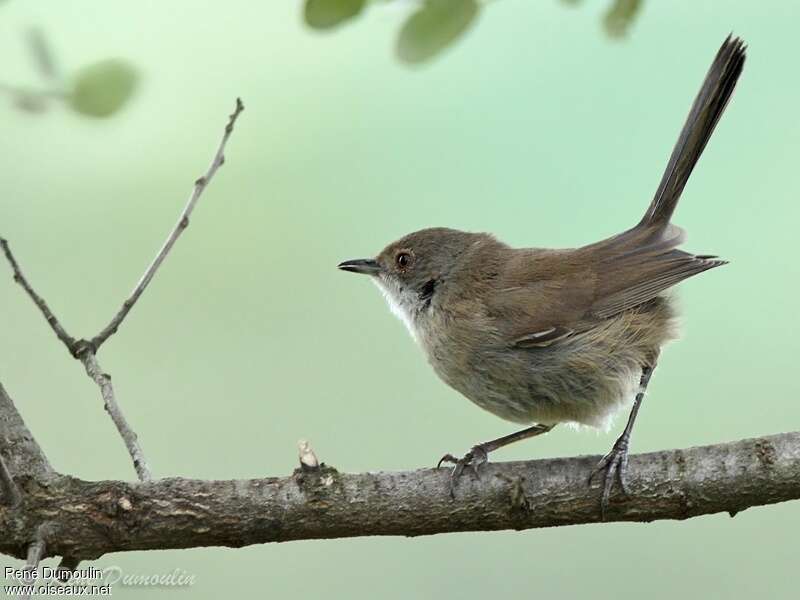 Sardinian Warblerjuvenile, pigmentation, Behaviour