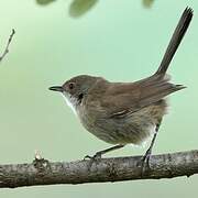 Sardinian Warbler