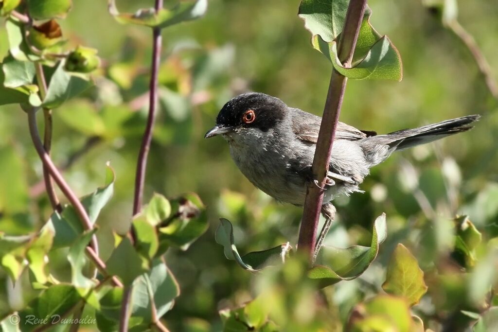 Sardinian Warbler male adult breeding, identification