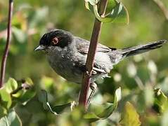 Sardinian Warbler