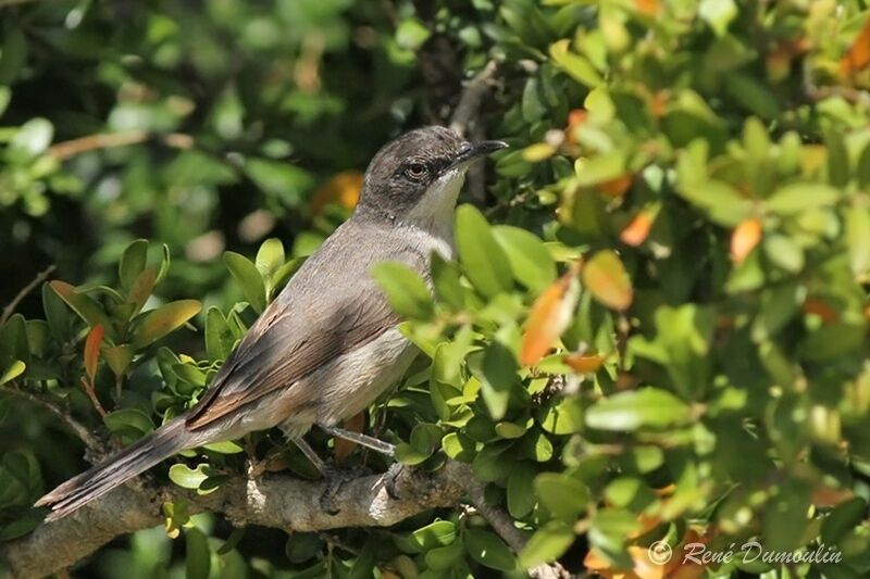 Western Orphean Warbler male adult, identification