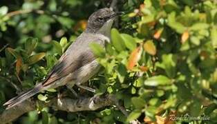 Western Orphean Warbler