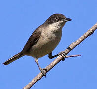 Western Orphean Warbler