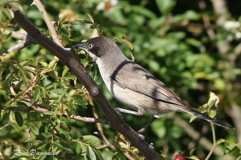 Western Orphean Warbler male adult, identification