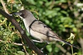 Western Orphean Warbler