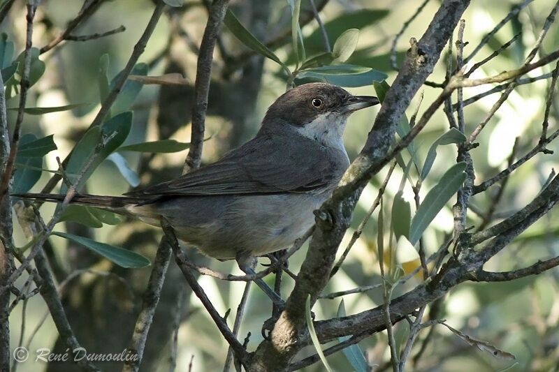 Fauvette orphée mâle adulte, identification