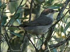 Western Orphean Warbler