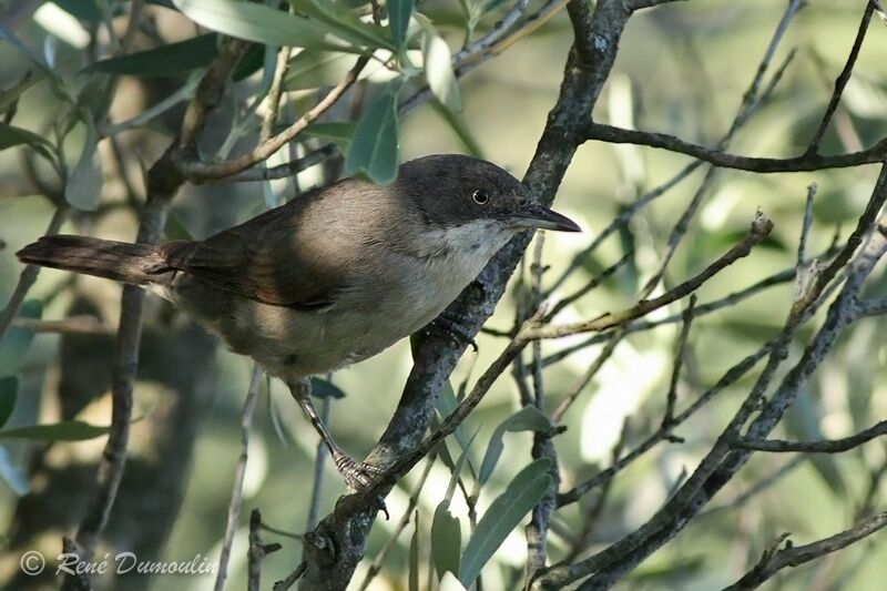 Fauvette orphée mâle adulte, identification