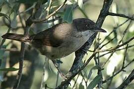 Western Orphean Warbler