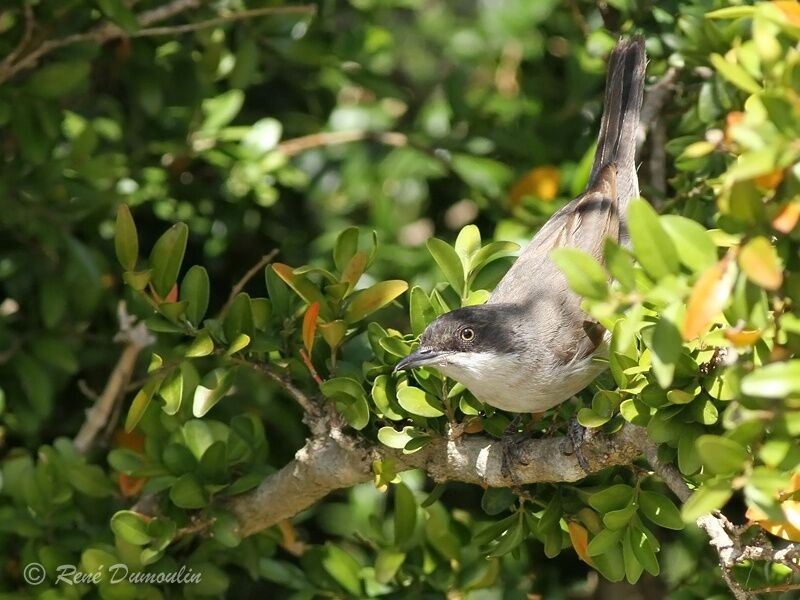 Western Orphean Warbler male adult, identification