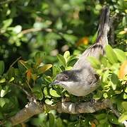 Western Orphean Warbler