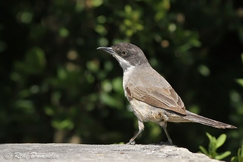 Western Orphean Warbler male adult, identification