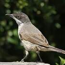 Fauvette orphée