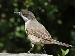 Western Orphean Warbler