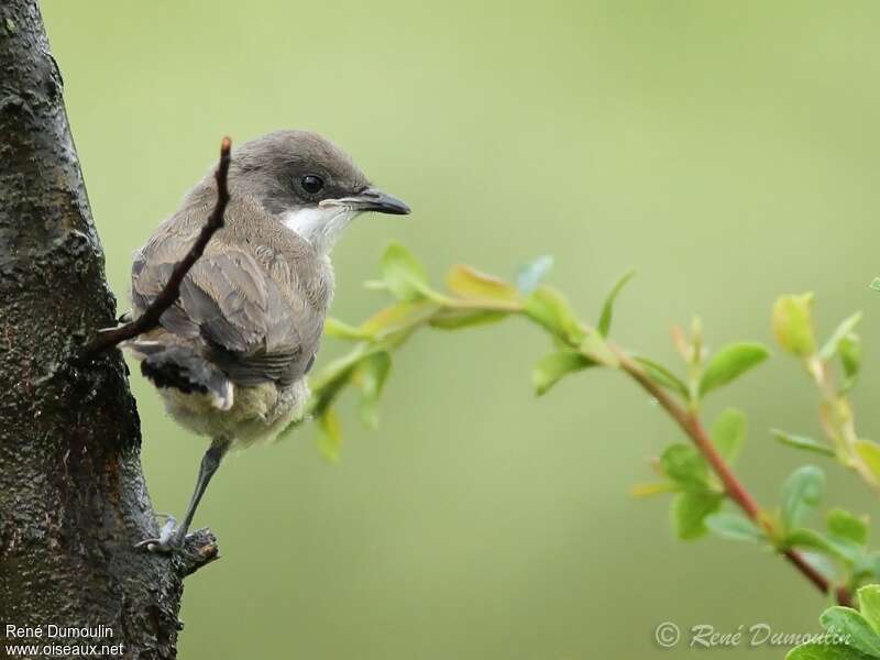 Fauvette orphéejuvénile, identification