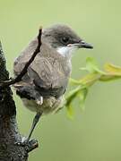 Western Orphean Warbler