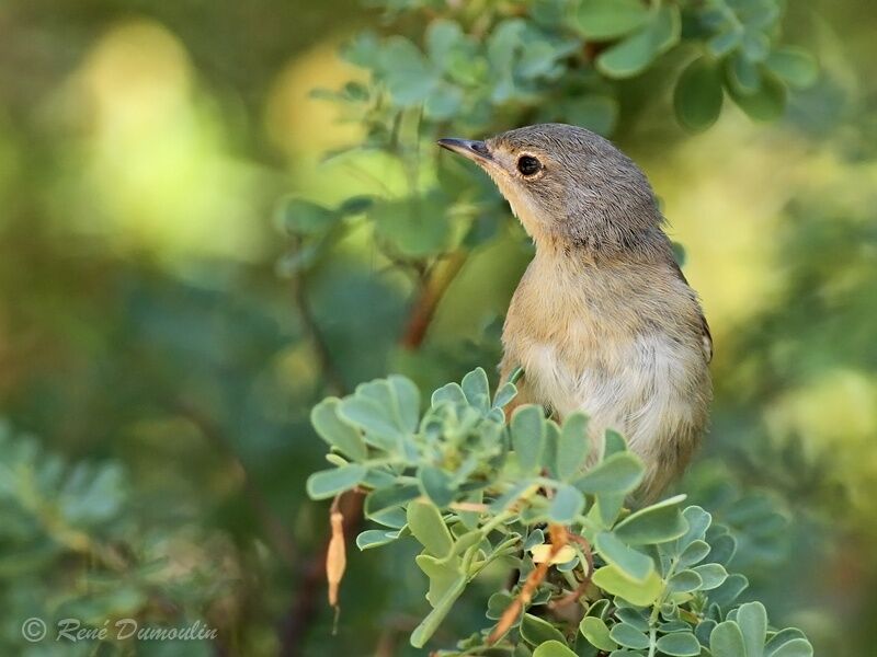 Fauvette passerinettejuvénile, identification