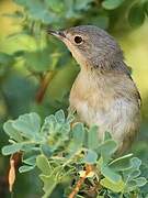 Western Subalpine Warbler