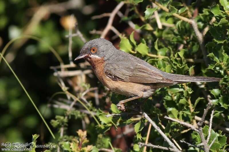 Fauvette passerinette mâle adulte nuptial, identification