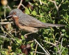 Western Subalpine Warbler