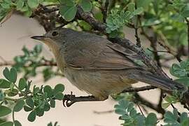 Fauvette passerinette