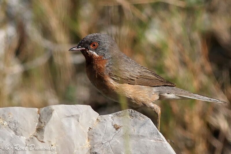 Fauvette passerinette mâle adulte nuptial, identification