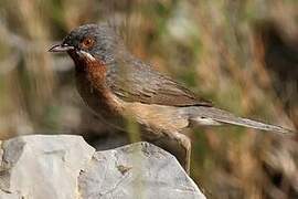 Western Subalpine Warbler