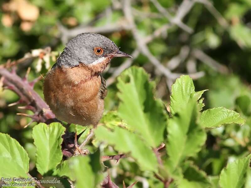 Western Subalpine Warbler male adult breeding