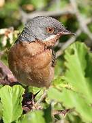 Subalpine Warbler