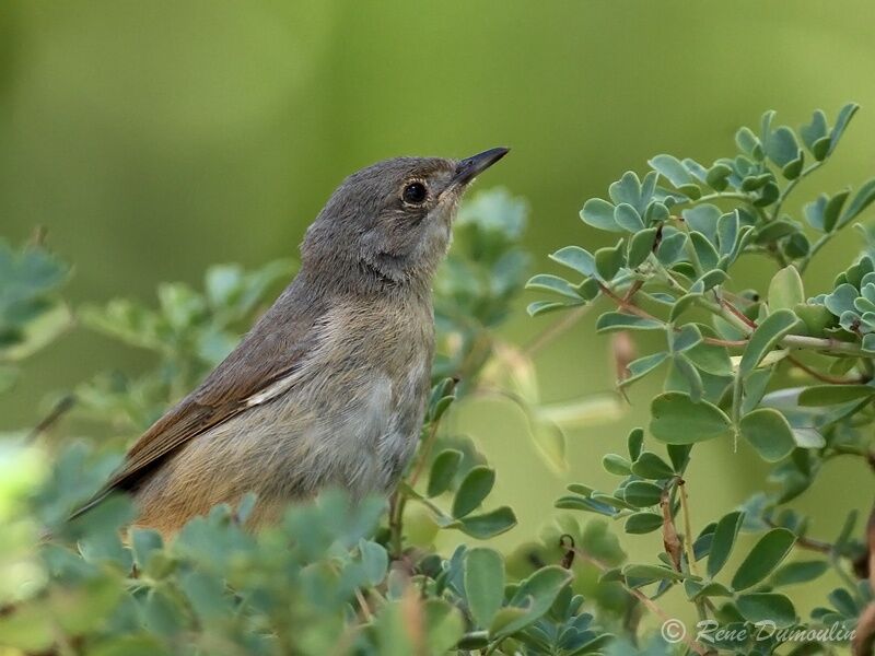 Fauvette passerinettejuvénile, identification